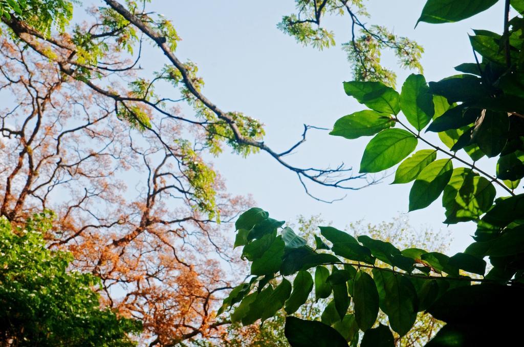 Вілла Raintree Дамбулла Екстер'єр фото